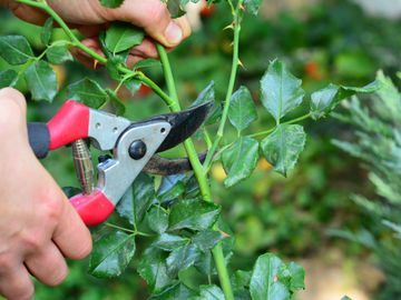 Pruning rose stems with red-handled garden shears.
