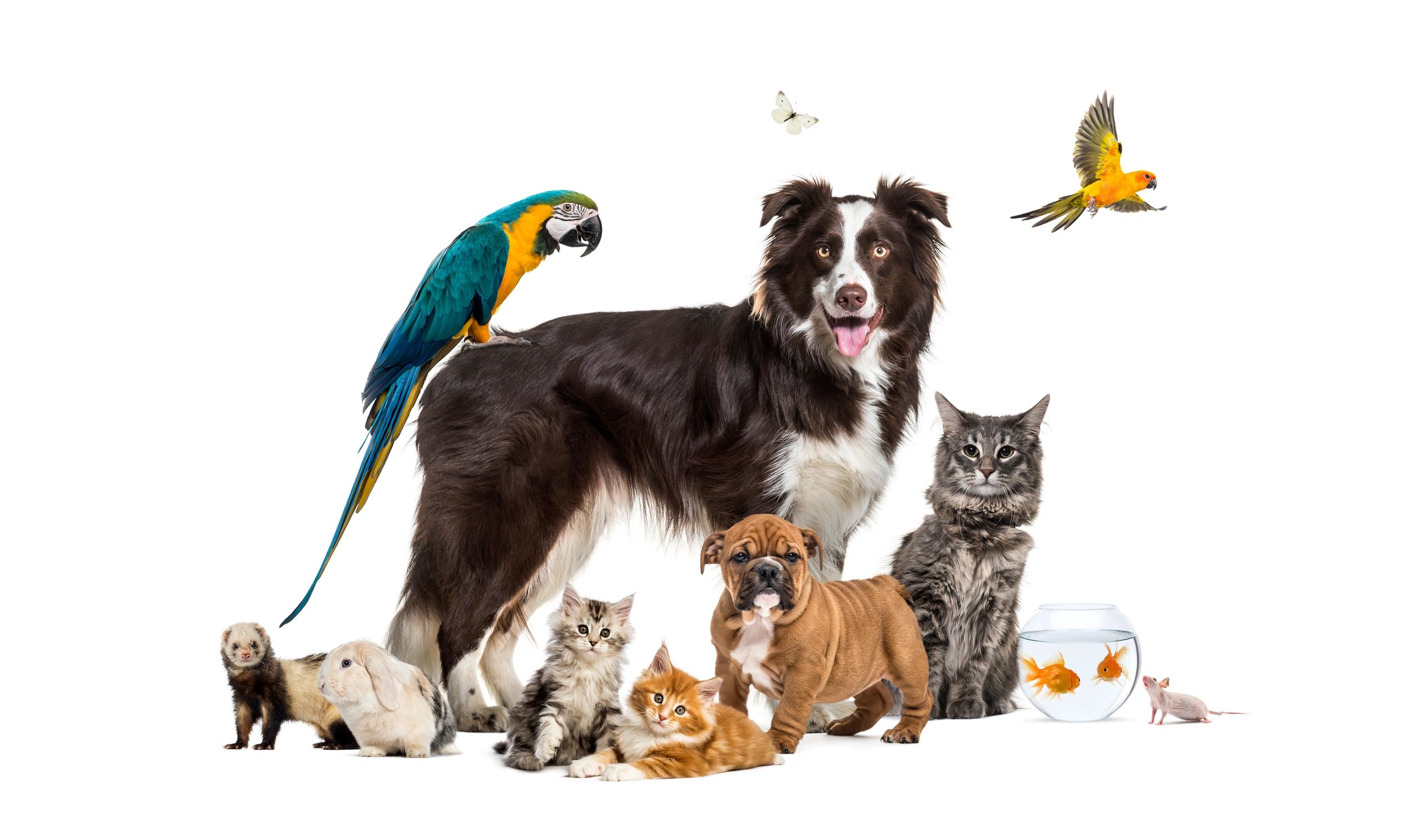 A variety of pets including dogs, cats, birds, rabbits, a ferret, goldfish, and a mouse.