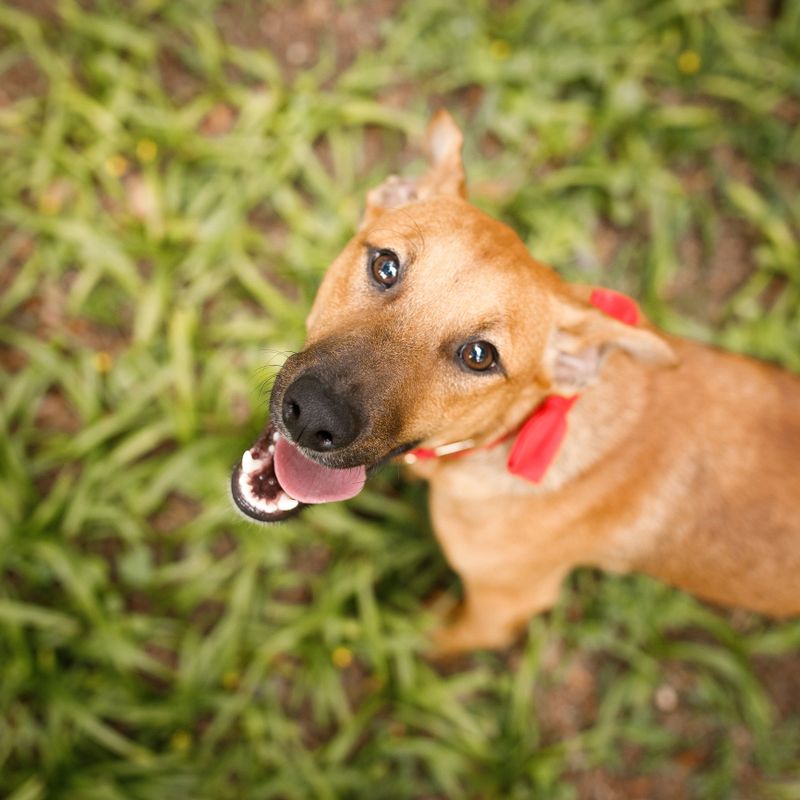 Dogs sitting on the grass