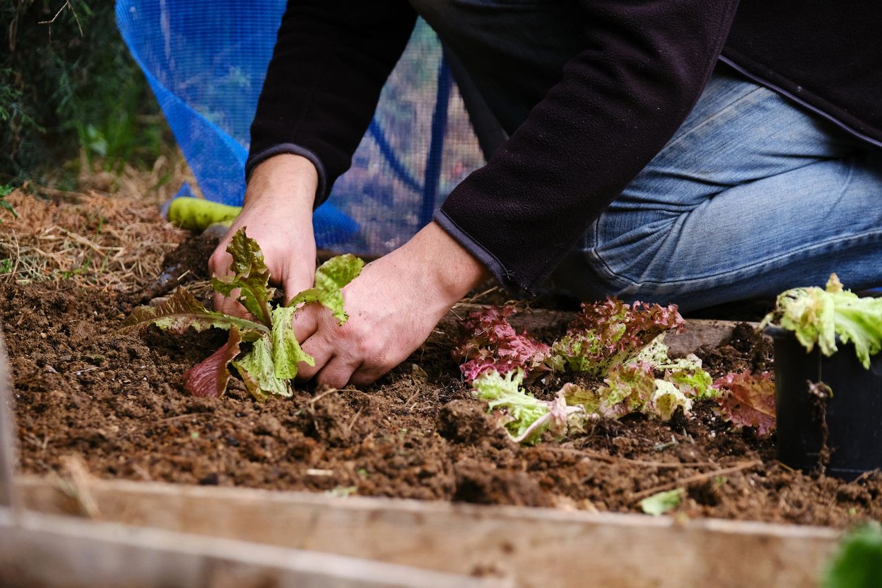 Starting Seeds Indoors and Winter Sowing in Massachusetts