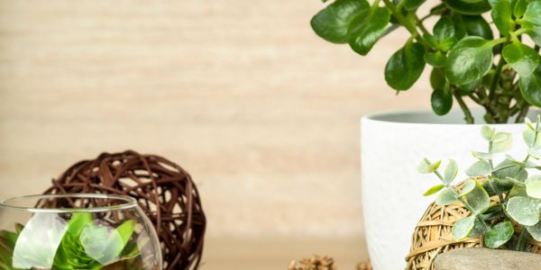 Decorative natural elements with green plants, stones, and dried flowers arranged on a table.