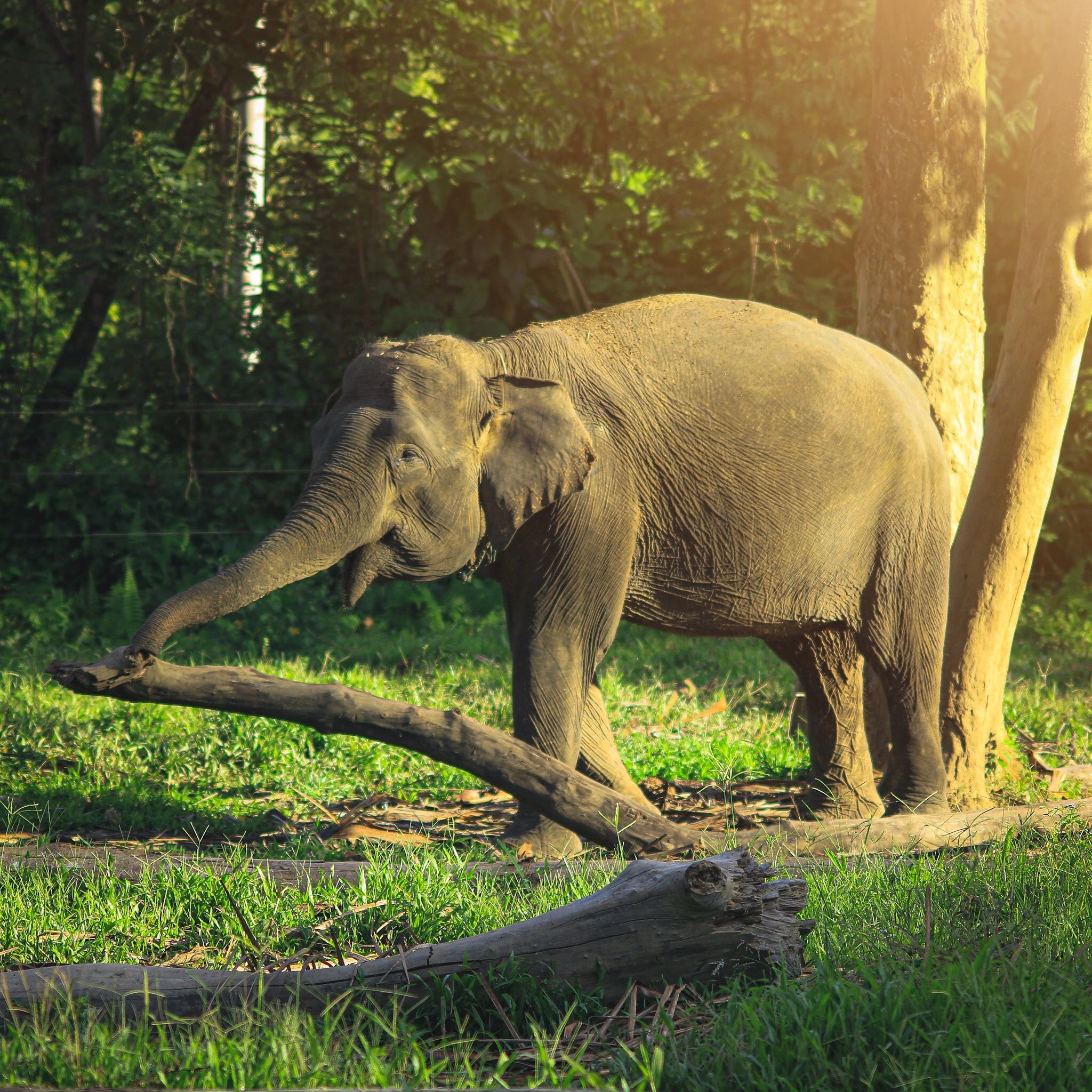 Elephant playing with a large branch in a sunlit forest clearing.