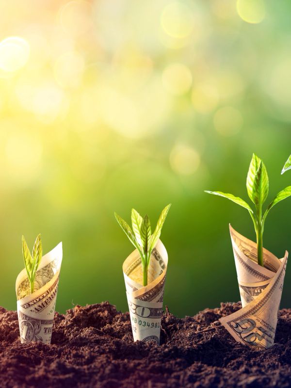 Plants growing from rolled dollar bills in soil.