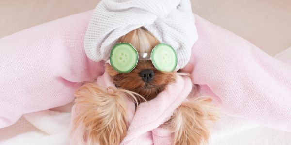 Happy dog enjoying a grooming session