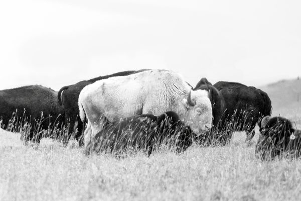A white bison among dark bison in a field.