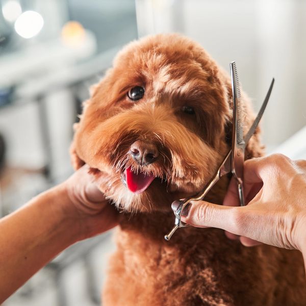 A fluffy brown dog getting a haircut with grooming scissors.