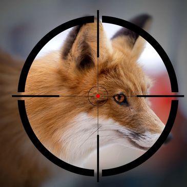 Eco Target Management are fully qualified, insured and experienced to conduct Professional shooting 