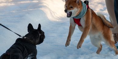 Dog Training Behavior Modification 
