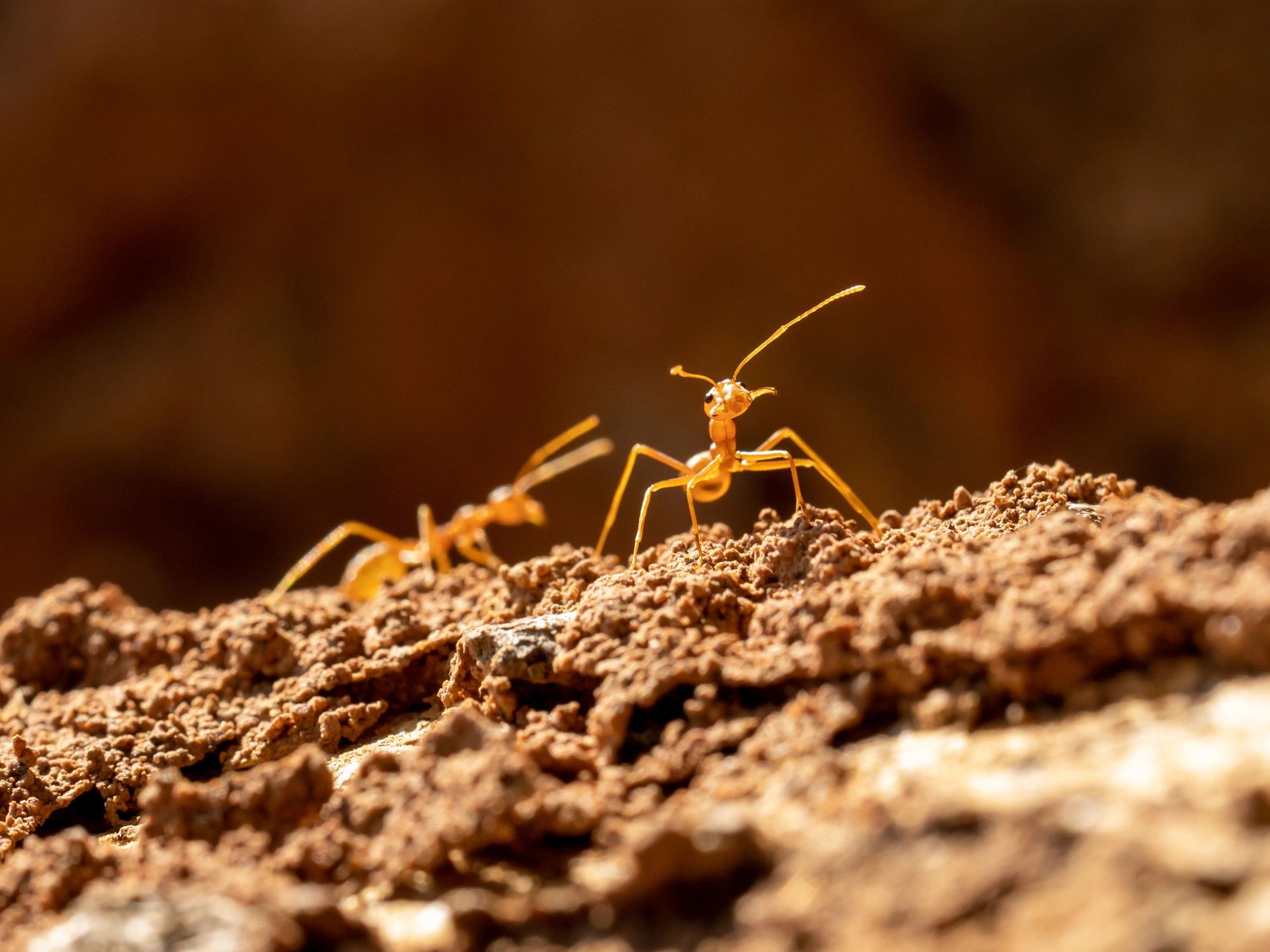 Local Choice Pest & Landscape Nutrition