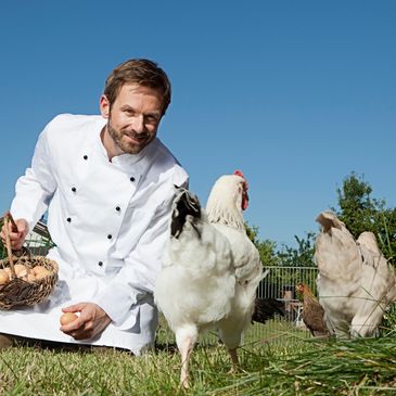 chef looking chickens