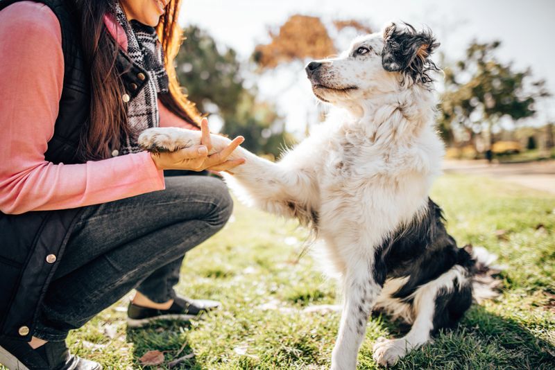 dog training session at the park