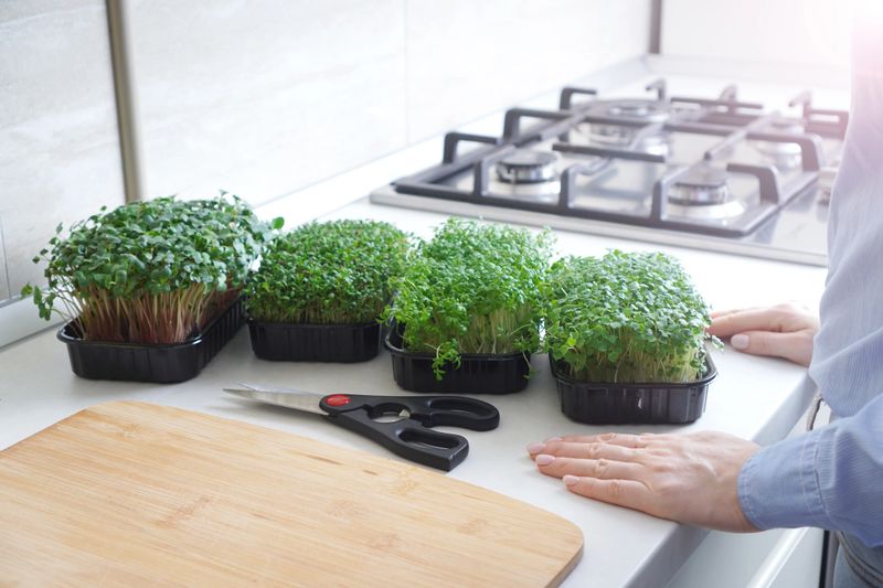 Assortment of microgreens standing on the modern kitchen table. Woman standing at the table and waiting for cooking.