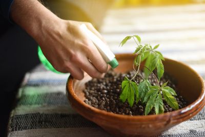 Watering Cannabis Plant.