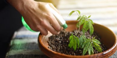 Watering Cannabis Plant.