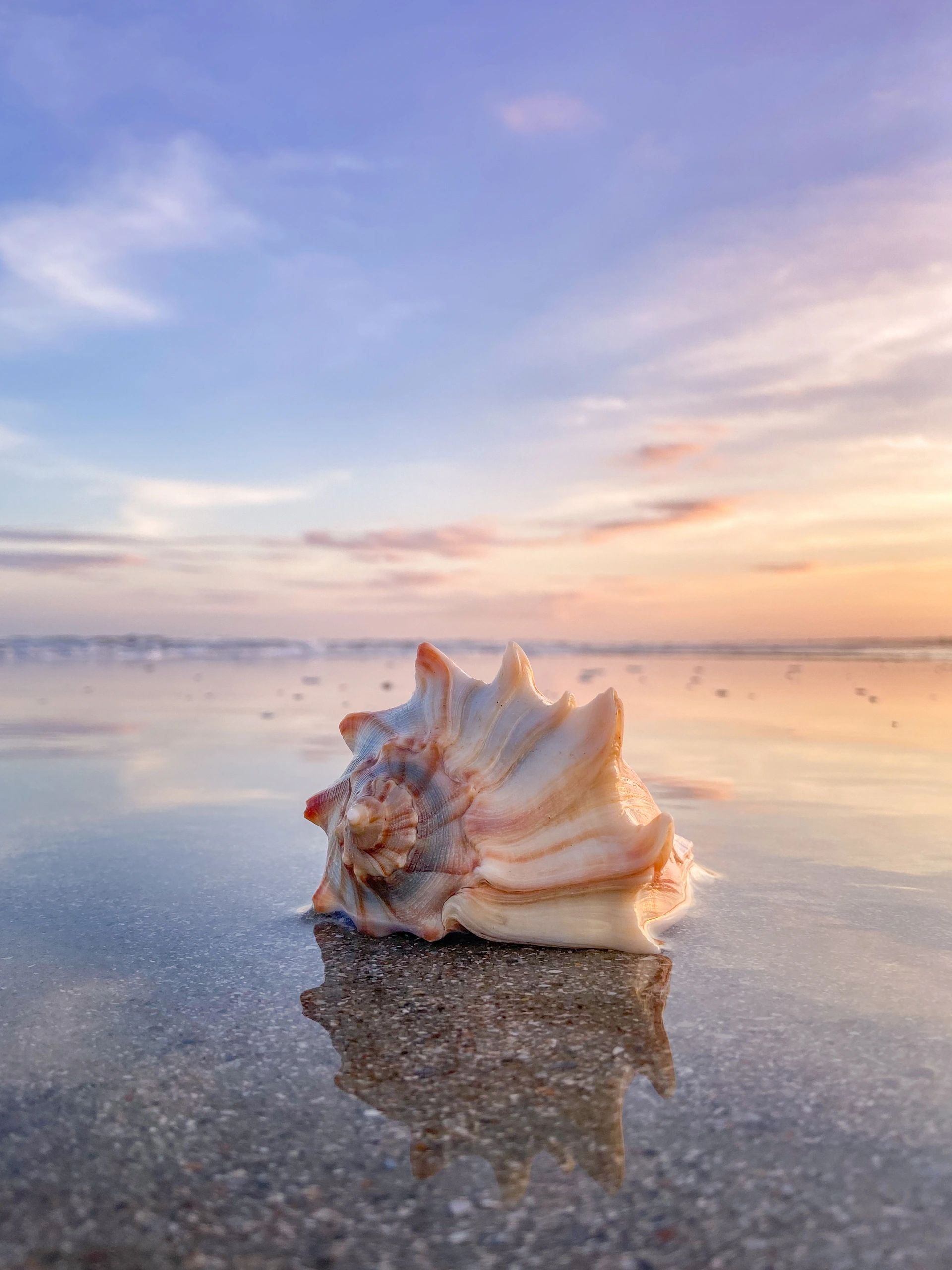 A seashell resting on the beach at sunset.