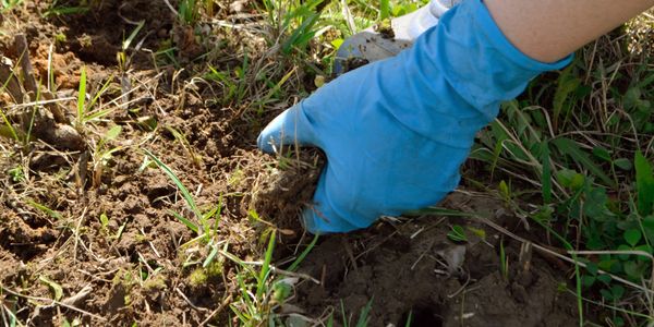  restoring compacted or nutrient-poor soil to boost plant health, improve root development, and supp