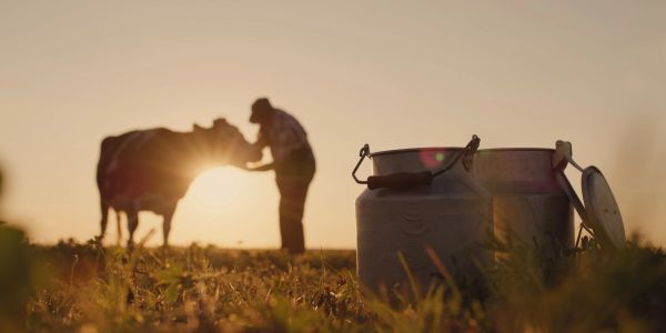 Person tending to a cow at sunset with milk cans in foreground.