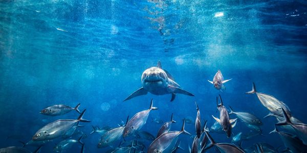 Wilkinson Seafood, Best seafood on the Gold Coast