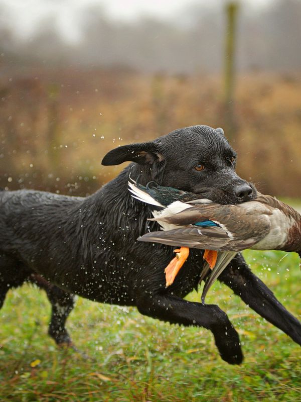 Black dog running with a duck in its mouth on a wet grassy field.