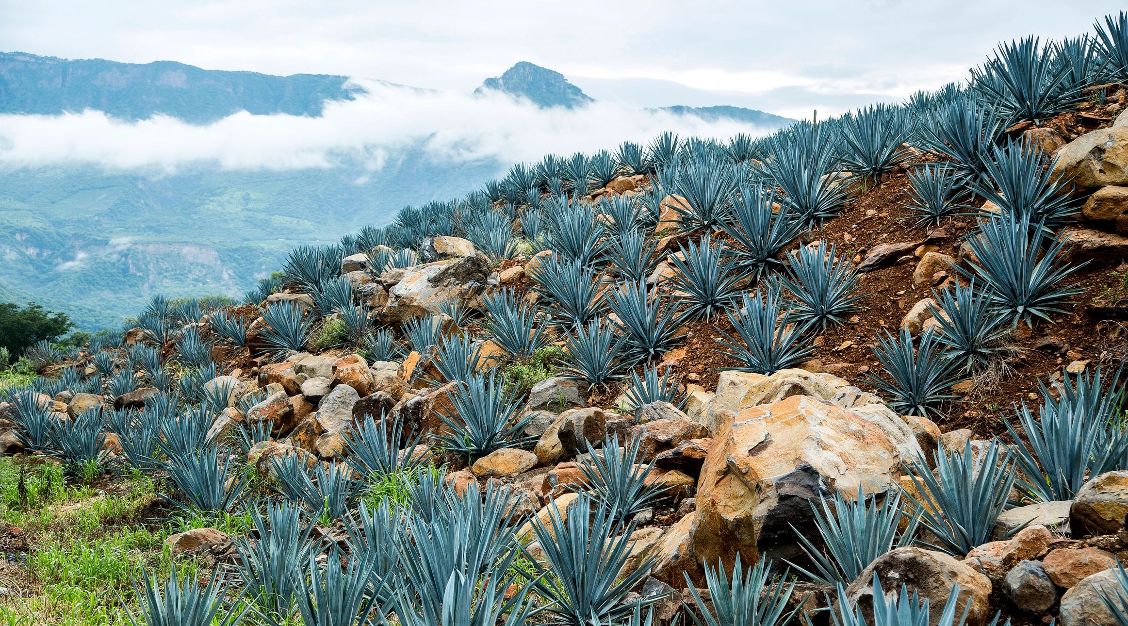 Agave plants growing on a rocky hillside with mountains and clouds in the background.