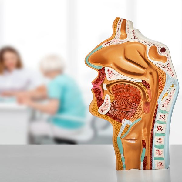 An anatomical model of the human head showing internal structures.