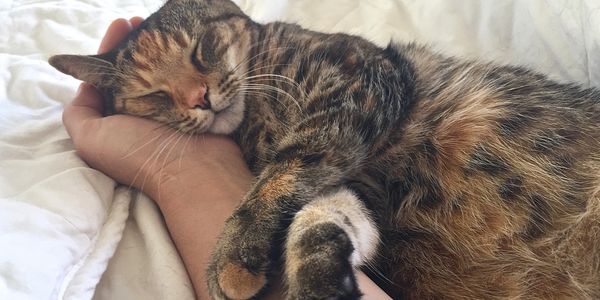 Cat sleeping with its head on a person's hand.