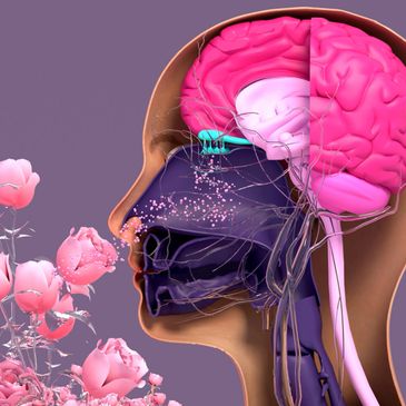 Illustration of brain and olfactory system smelling flowers.