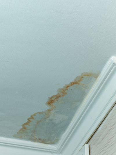 Ceiling with water damage and brown stains near molding.