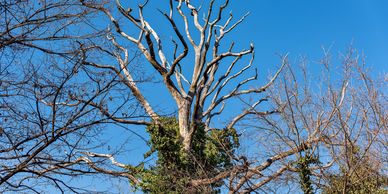 Bare tree branches stretch upwards against a clear blue sky. emergency tree removal, tree trimming, stump grinding, stump removal. tree health emergency tree services 
