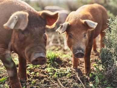 Pig feed in Sterling Ohio for sale