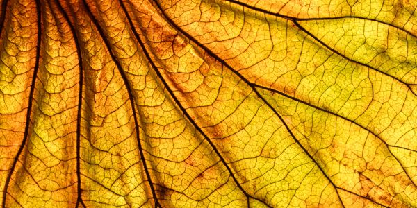 Close-up of a yellow autumn leaf showing veins.