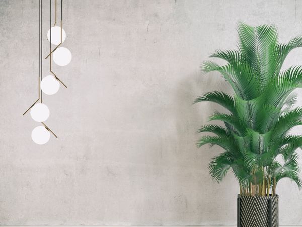 Modern pendant light and a potted palm plant against a concrete wall.