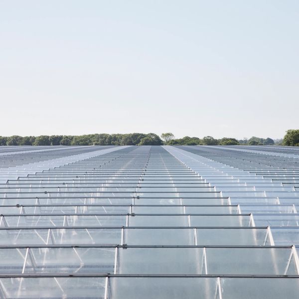 Expansive glass greenhouse panels stretch towards the horizon under a clear sky.