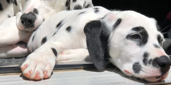 Dalmatian puppies resting closely together.
