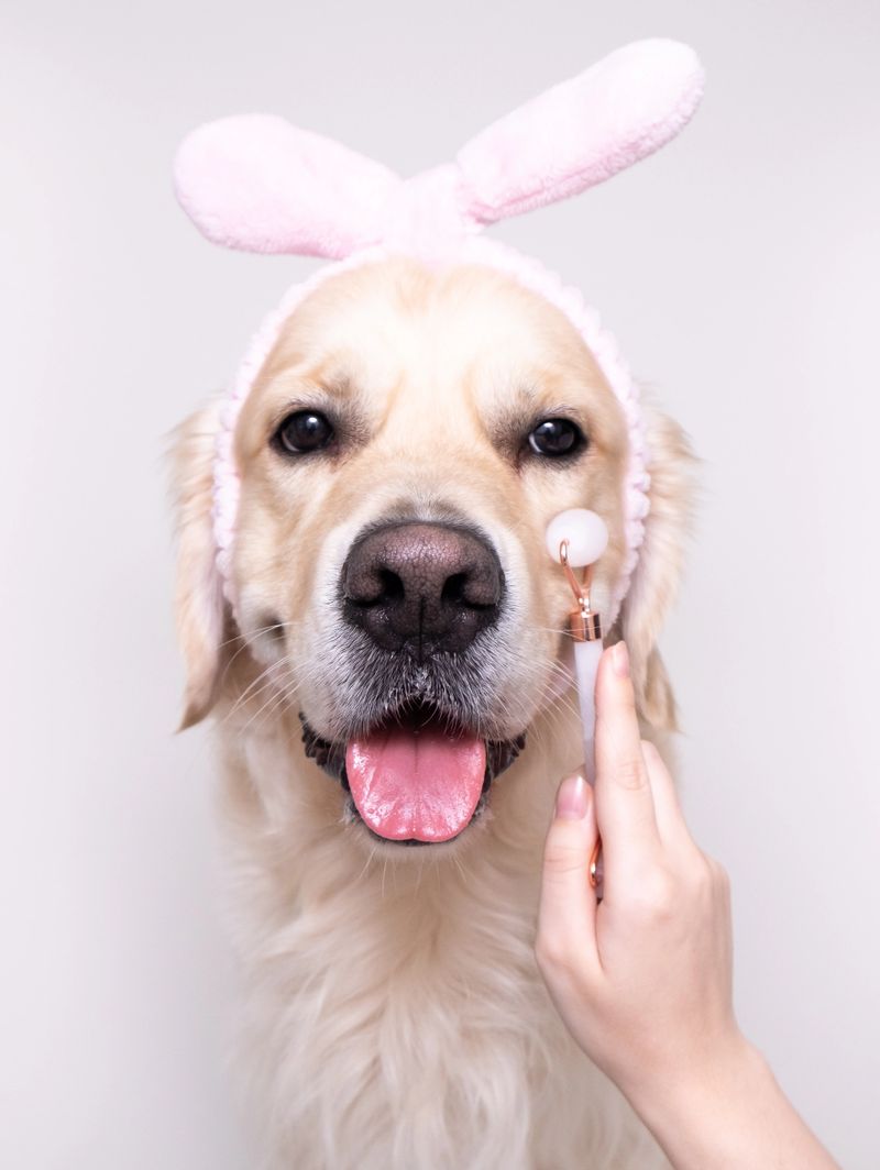 Dog for beauty treatments with pink roller facial massager. Golden retriever sits on a white background in a pink hair band and with a quartz roller.