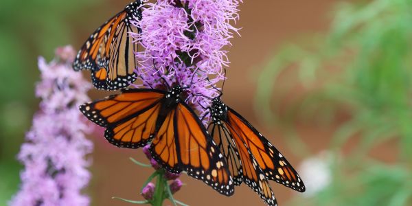 Three monarch butterflies perched on vibrant purple flowers.