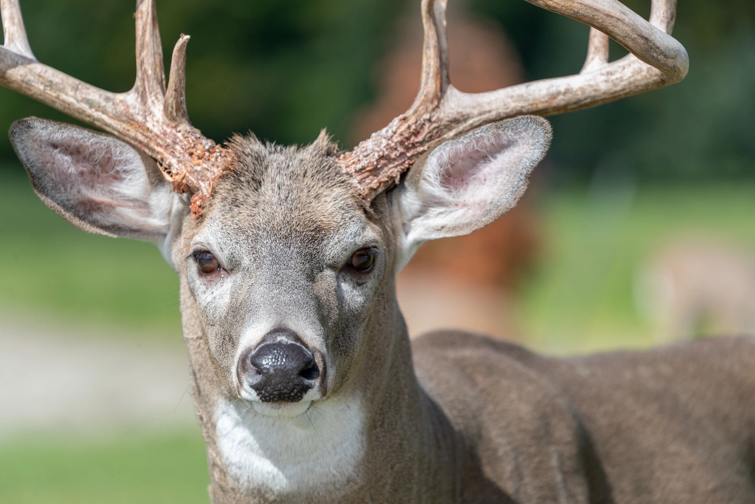 Close-up of a deer's face and antlers.