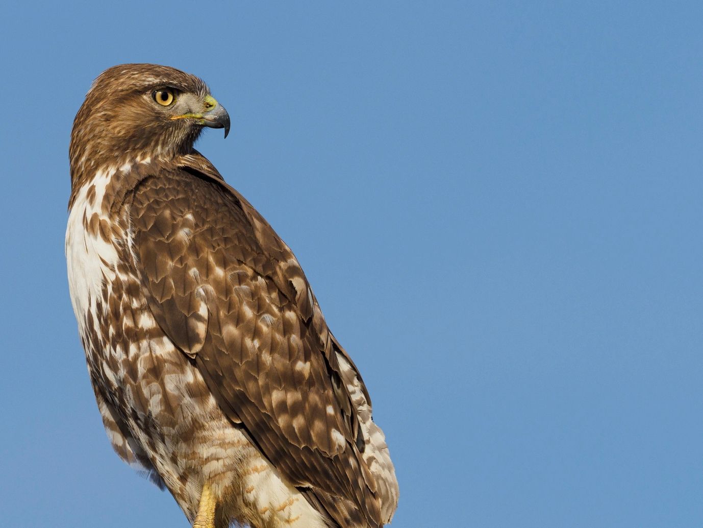 Close-up of a hawk against a clear blue sky.