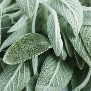 Close-up of soft, fuzzy sage leaves with detailed texture.