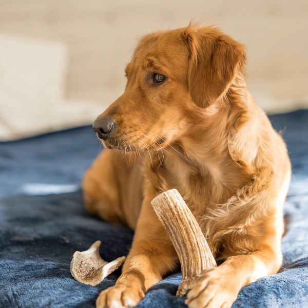 Golden retriever lying on a blue blanket with antler chews.