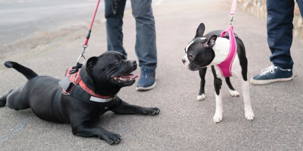 Two dogs on leashes meeting outdoors.