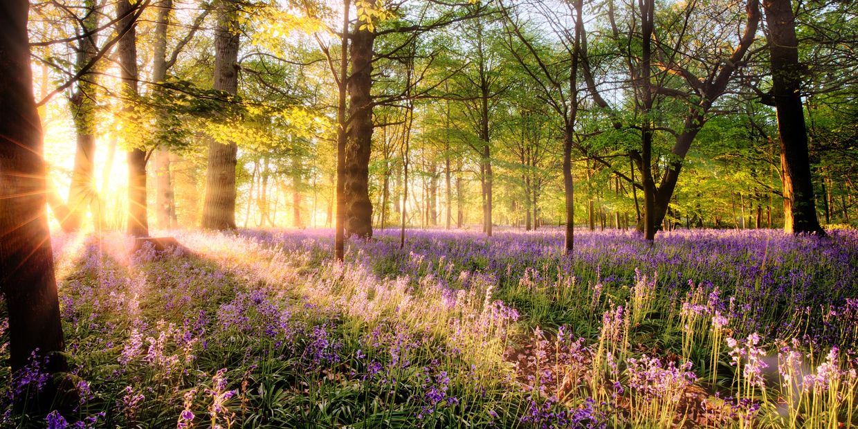 Beautiful forest scene with sun beams peeking through the trees and a floor of purple flowers
