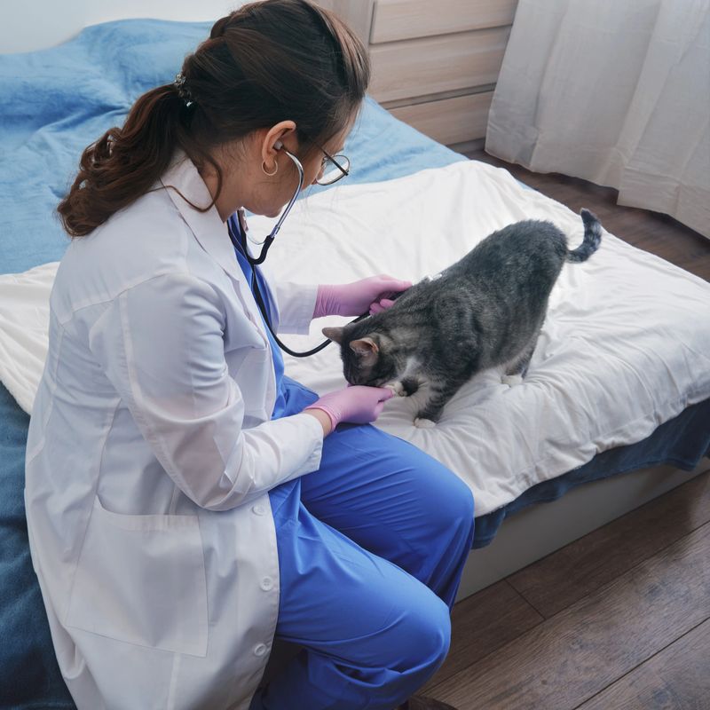 Examination of the cat with a stethoscope on the bed by a veterinarian called to the house