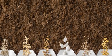 planting seeds