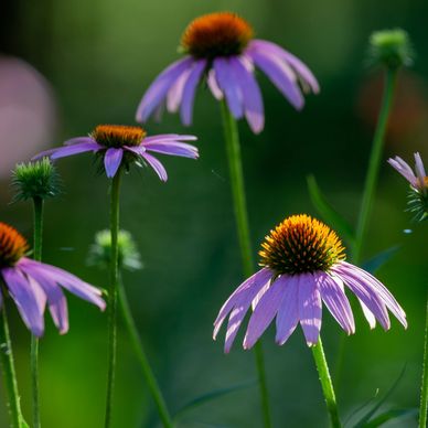 Close-up of purple coneflowers in a green field under sunlight.