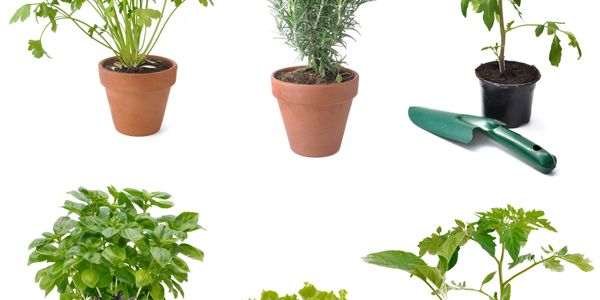 Various potted herb plants and a small gardening trowel on a white background.