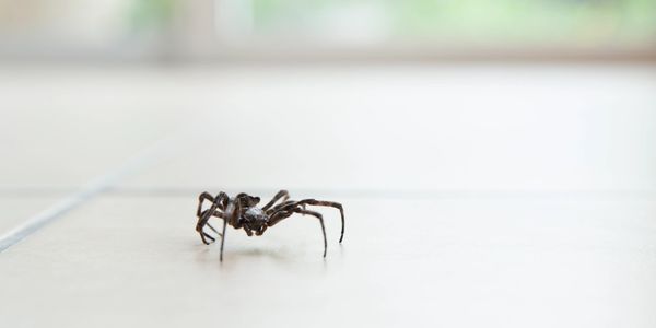 Close-up of a dark spider on a tiled floor with a blurred background.