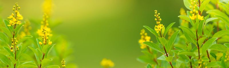 Closeup of mini yellow flower under sunlight with copy space using as background natural plants landscape, ecology cover page concept.