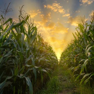 Sweetcorn crop summer 2024
