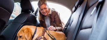 Woman placing her dog in the car's backseat harness.